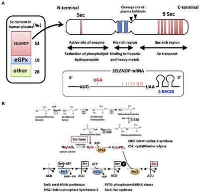 Selenium Transport Mechanism via Selenoprotein P—Its Physiological Role and Related Diseases